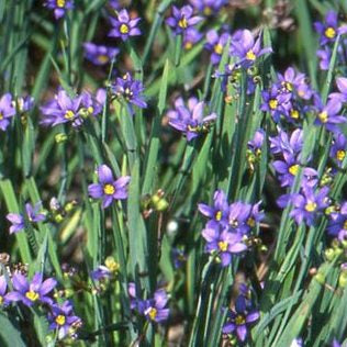 Blue-Eyed Grass