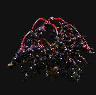 Black Elderberry