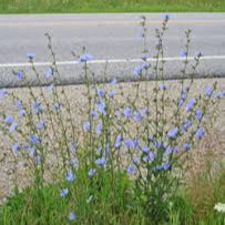 Chicory Plant Road Side