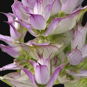 Clary Sage