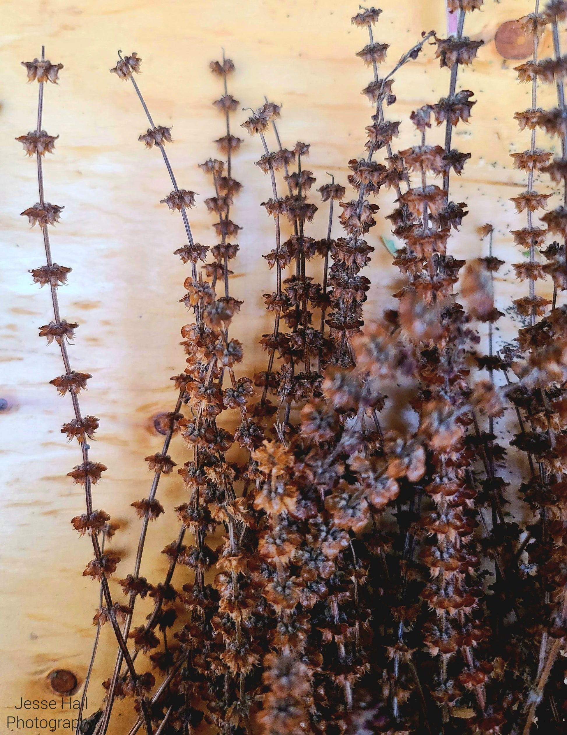 Holy Basil Dried