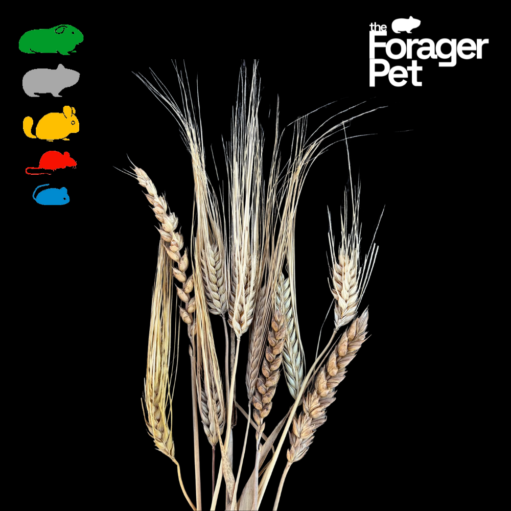 Wheat Spray