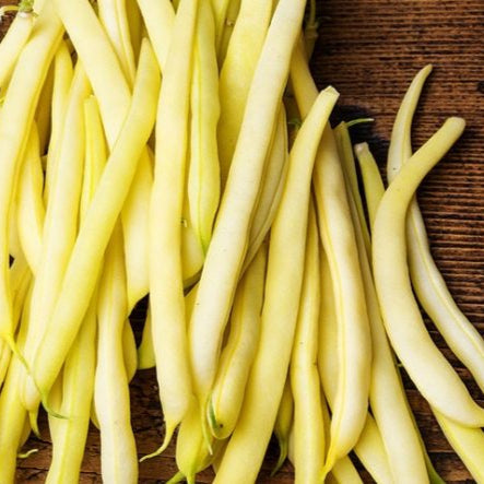 Goldrush Bush Bean