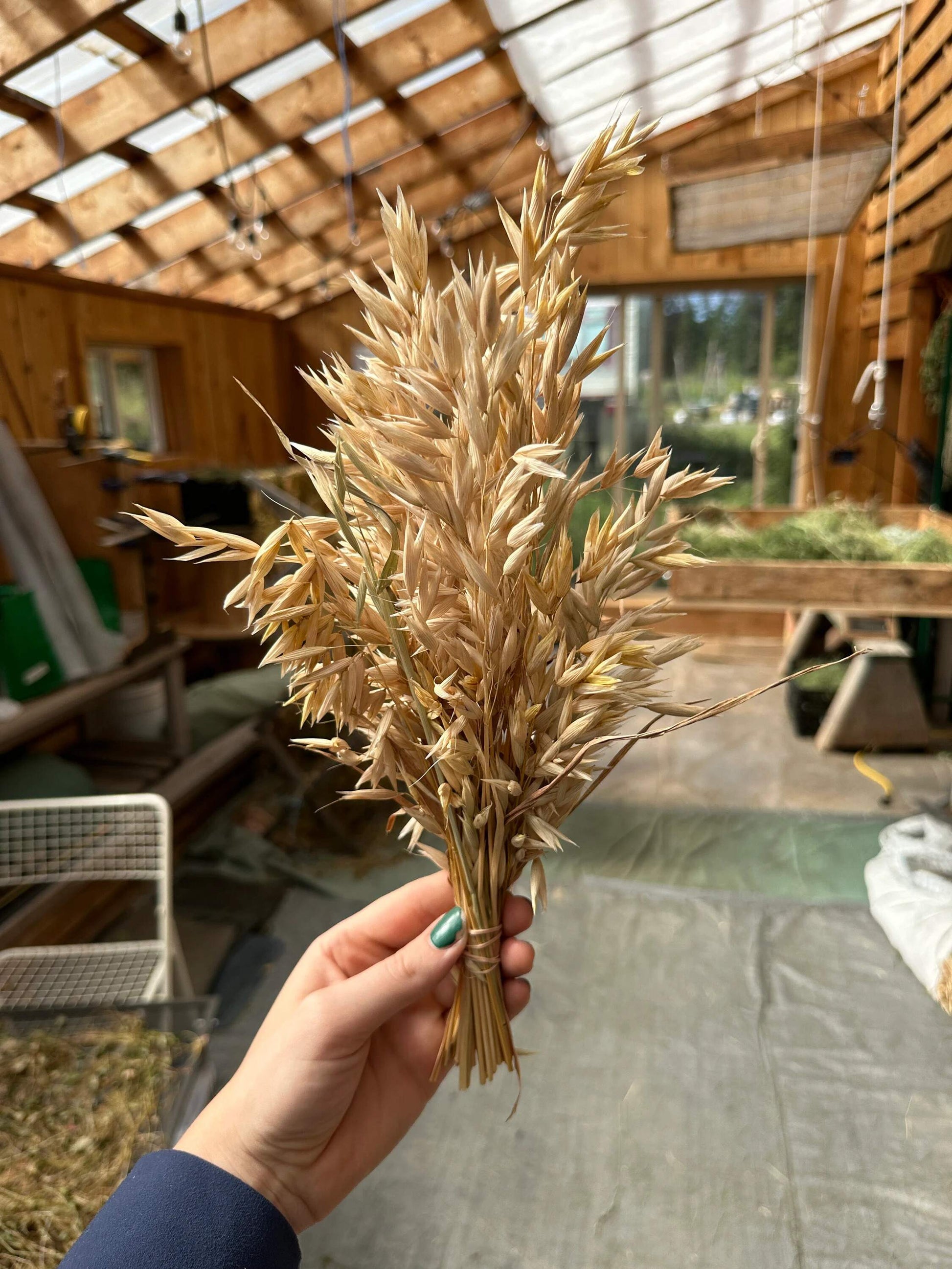 Hulless Oat Spray in the Seed House