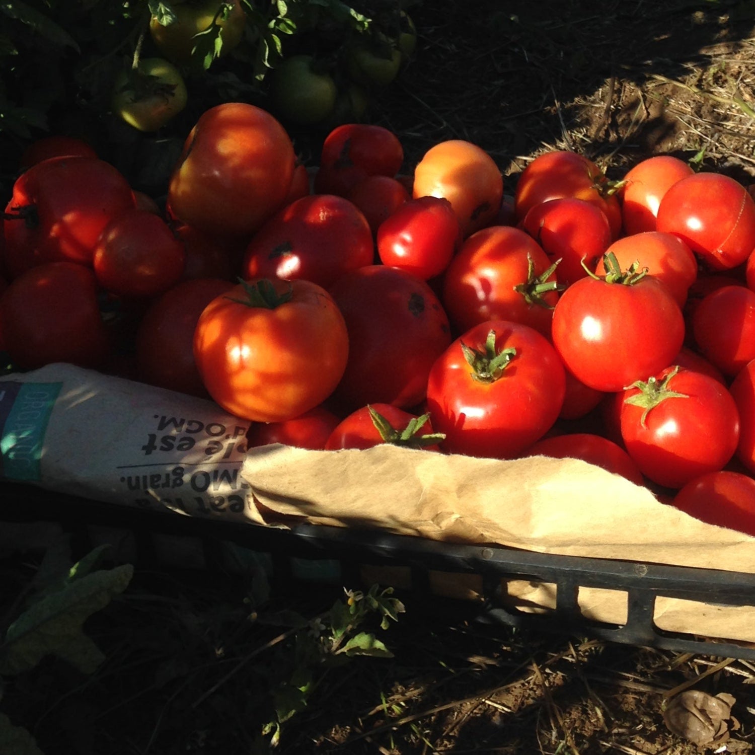 Best of all tomatoes