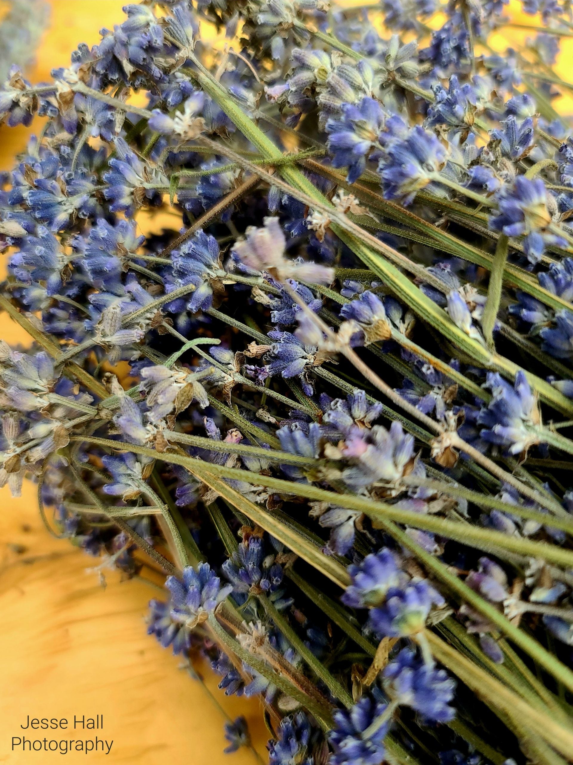 Lavender