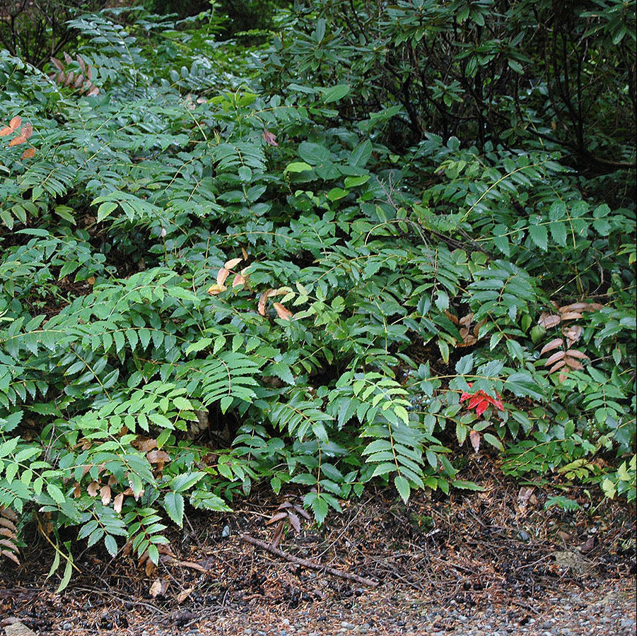 Low Oregon Grape