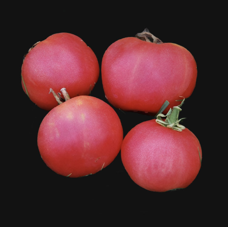 Metchosin Pink