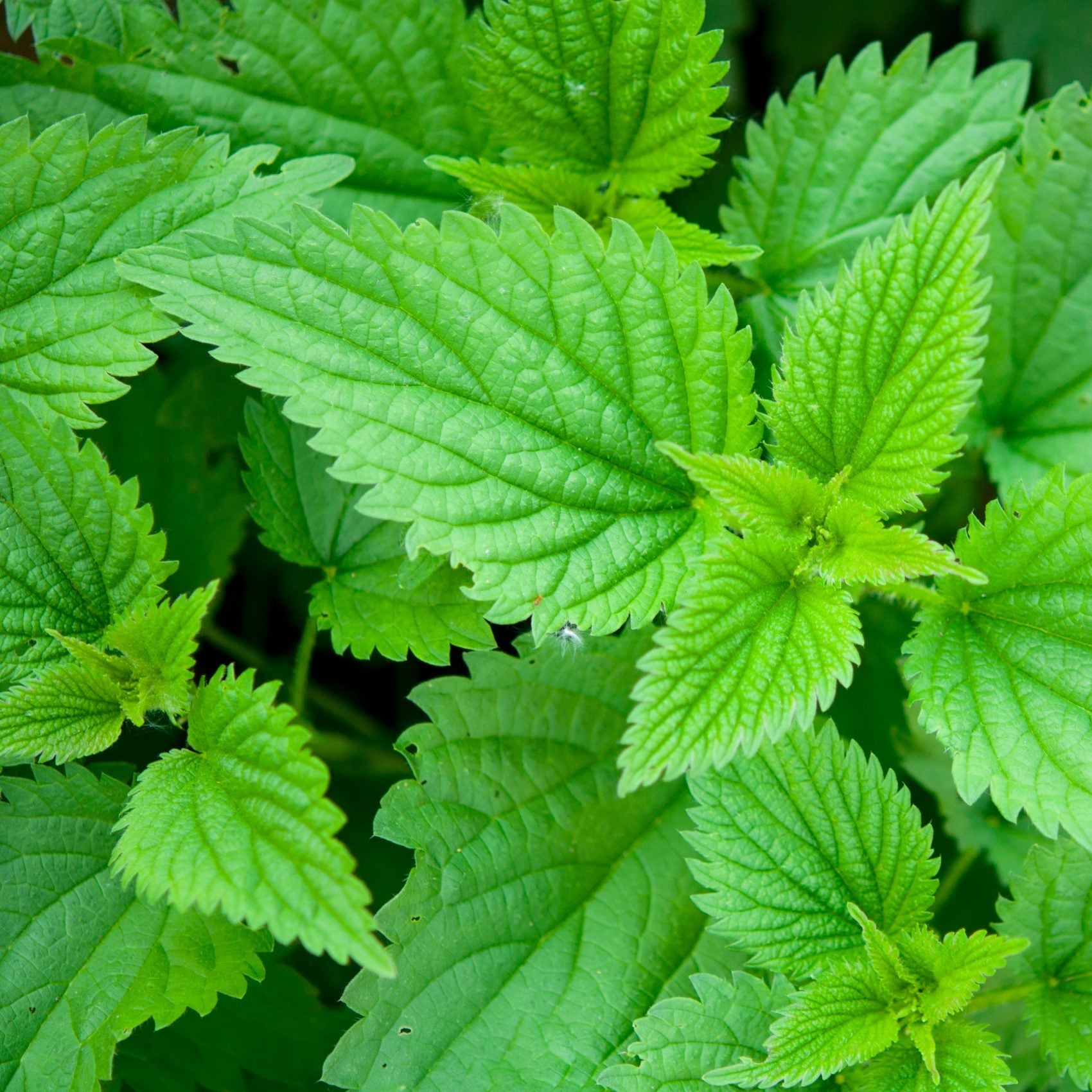 Stinging Nettle