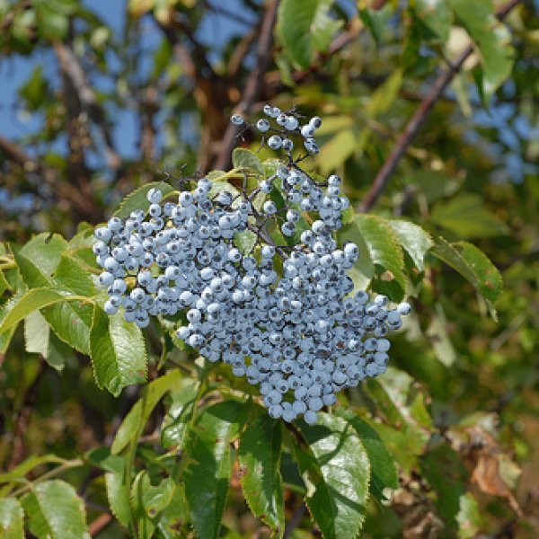 Native Blue Elderberry