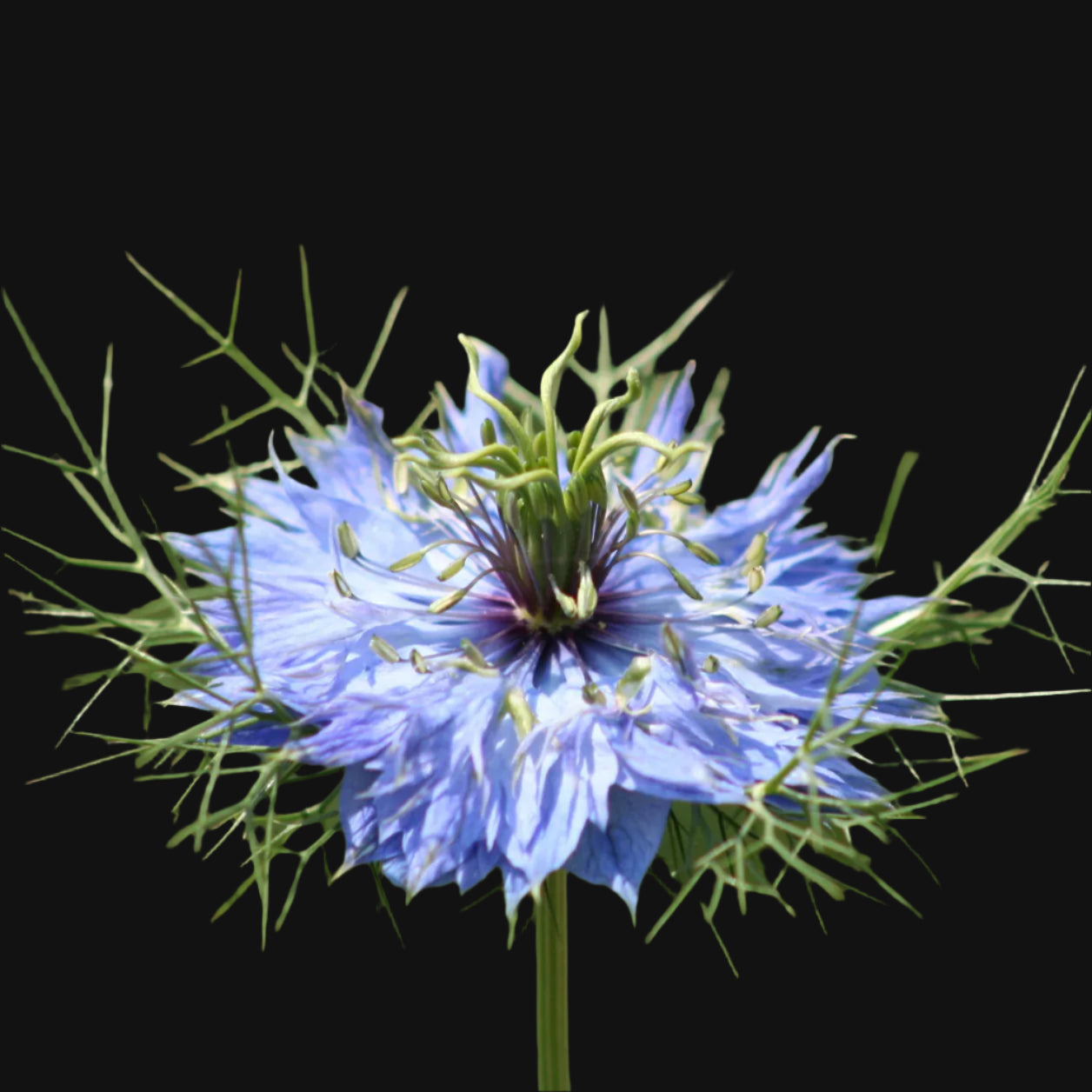 Nigella