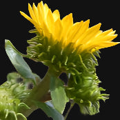 Oregon Gumweed