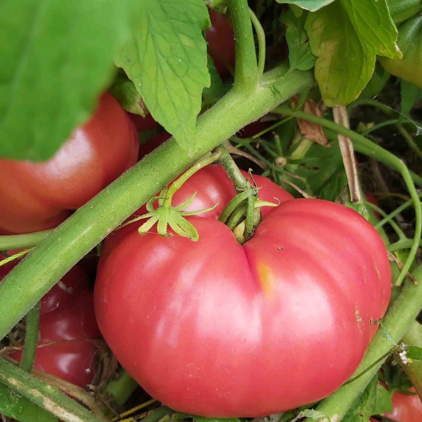 Oxheart Tomato