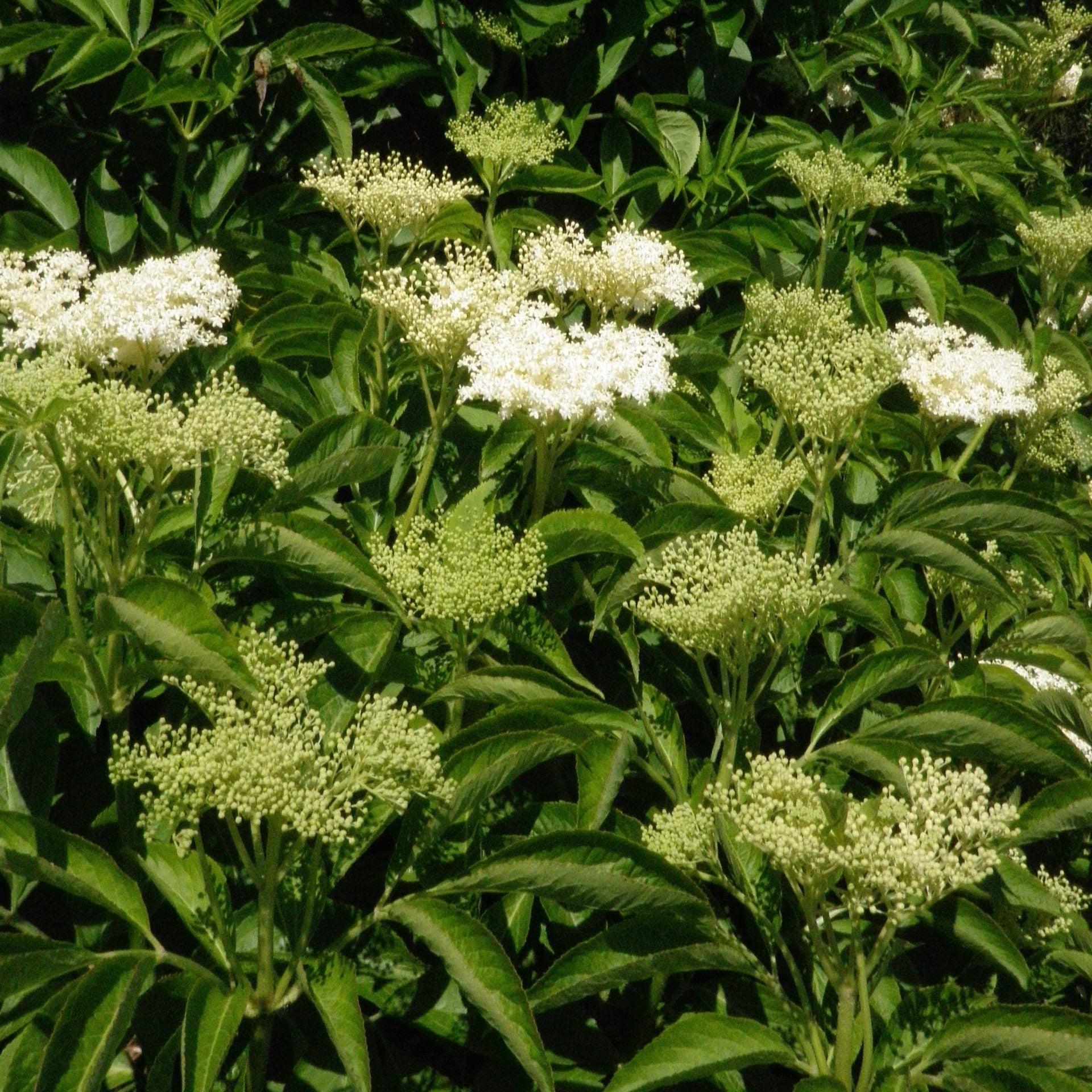European Black Elderberry Flowers Close up