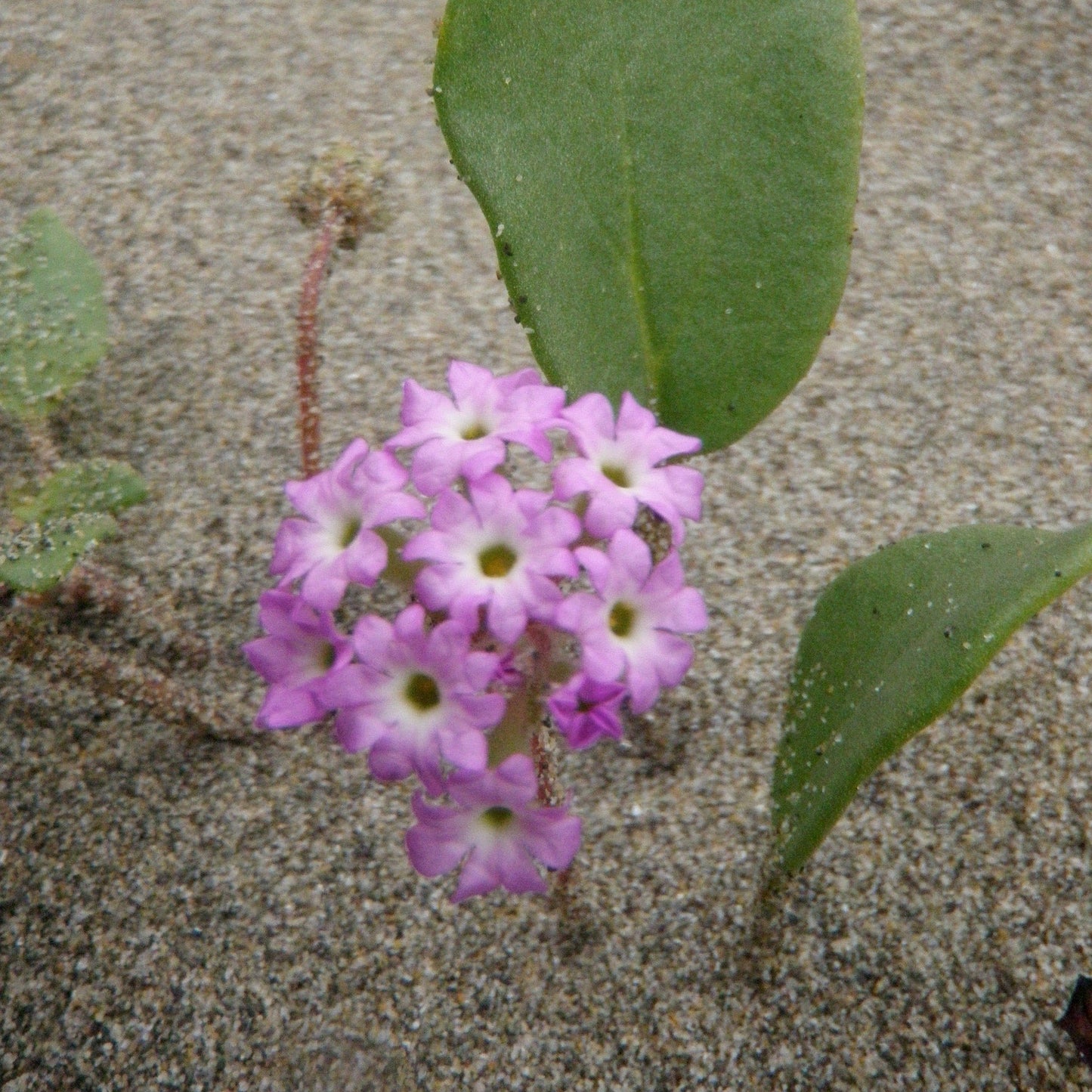Pink Sand Verbena