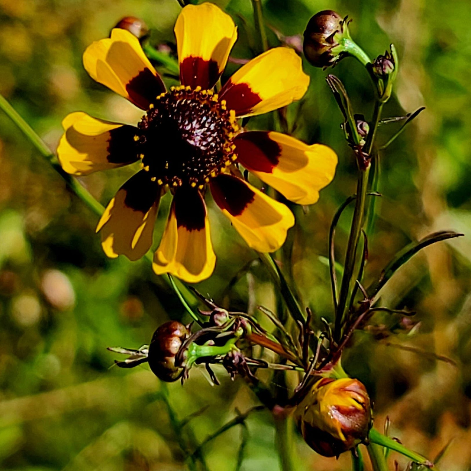 Prairie Coreopsis