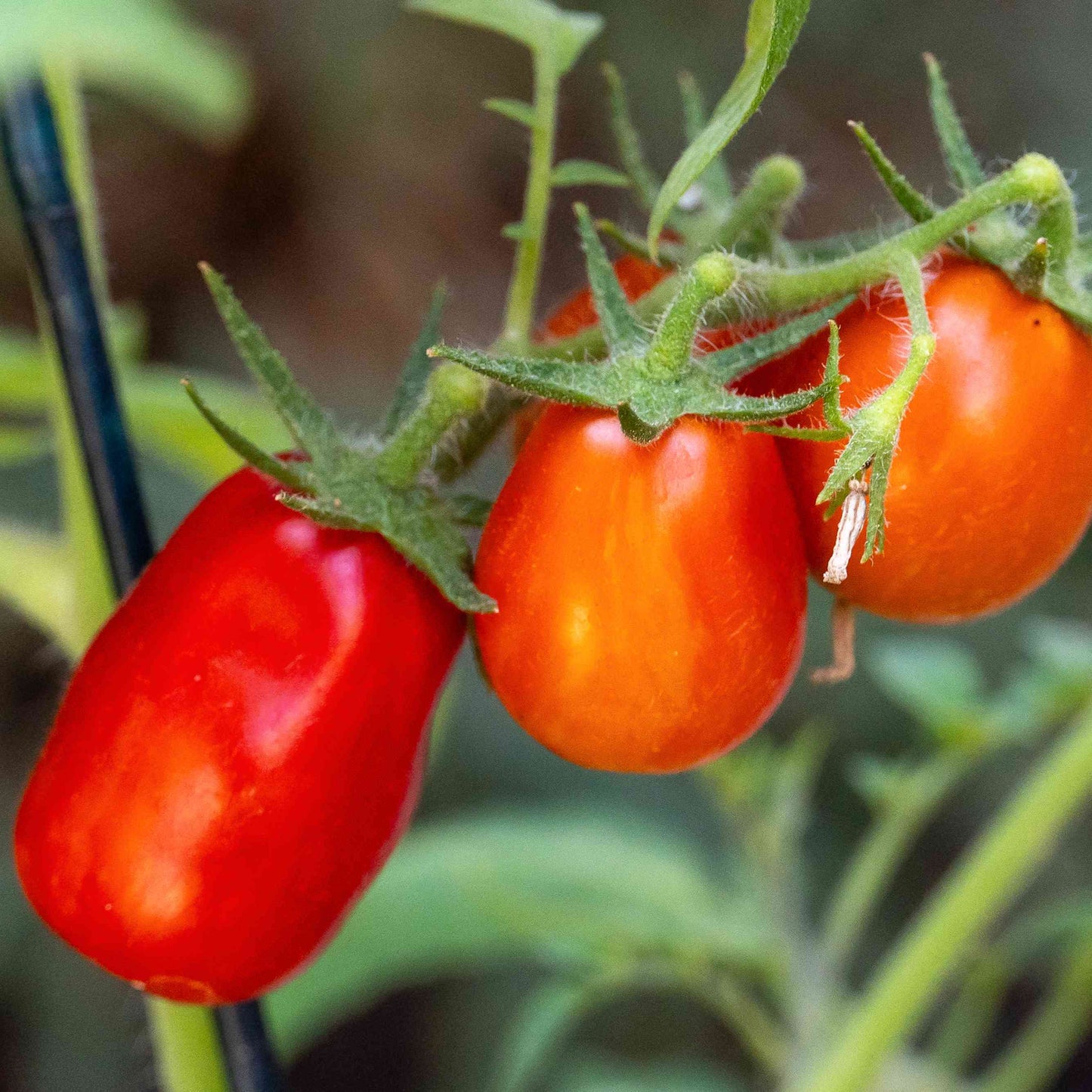 San Marzano Tomato