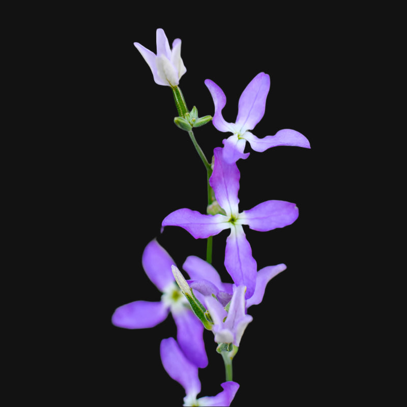 Scented Stock