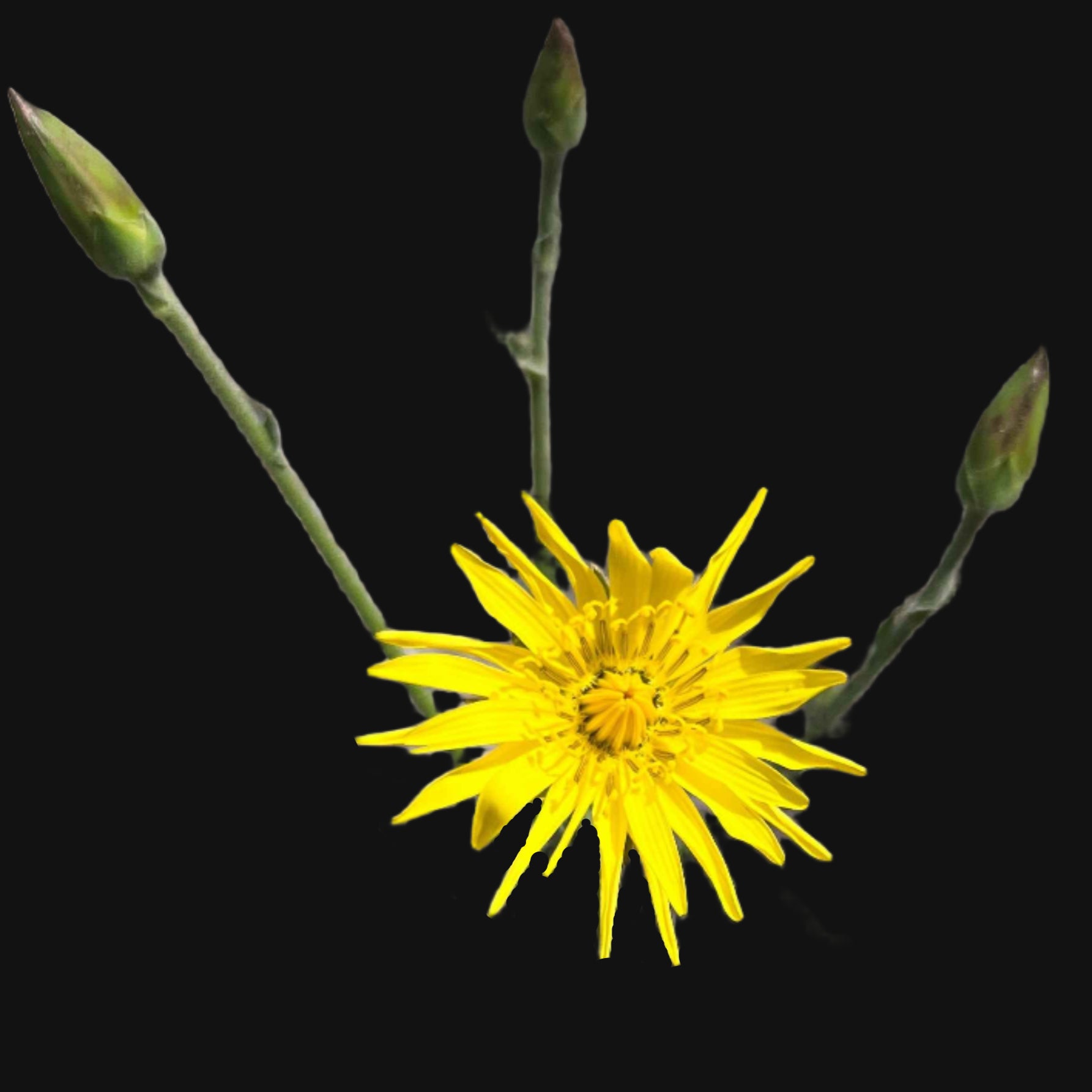 Scorzonera