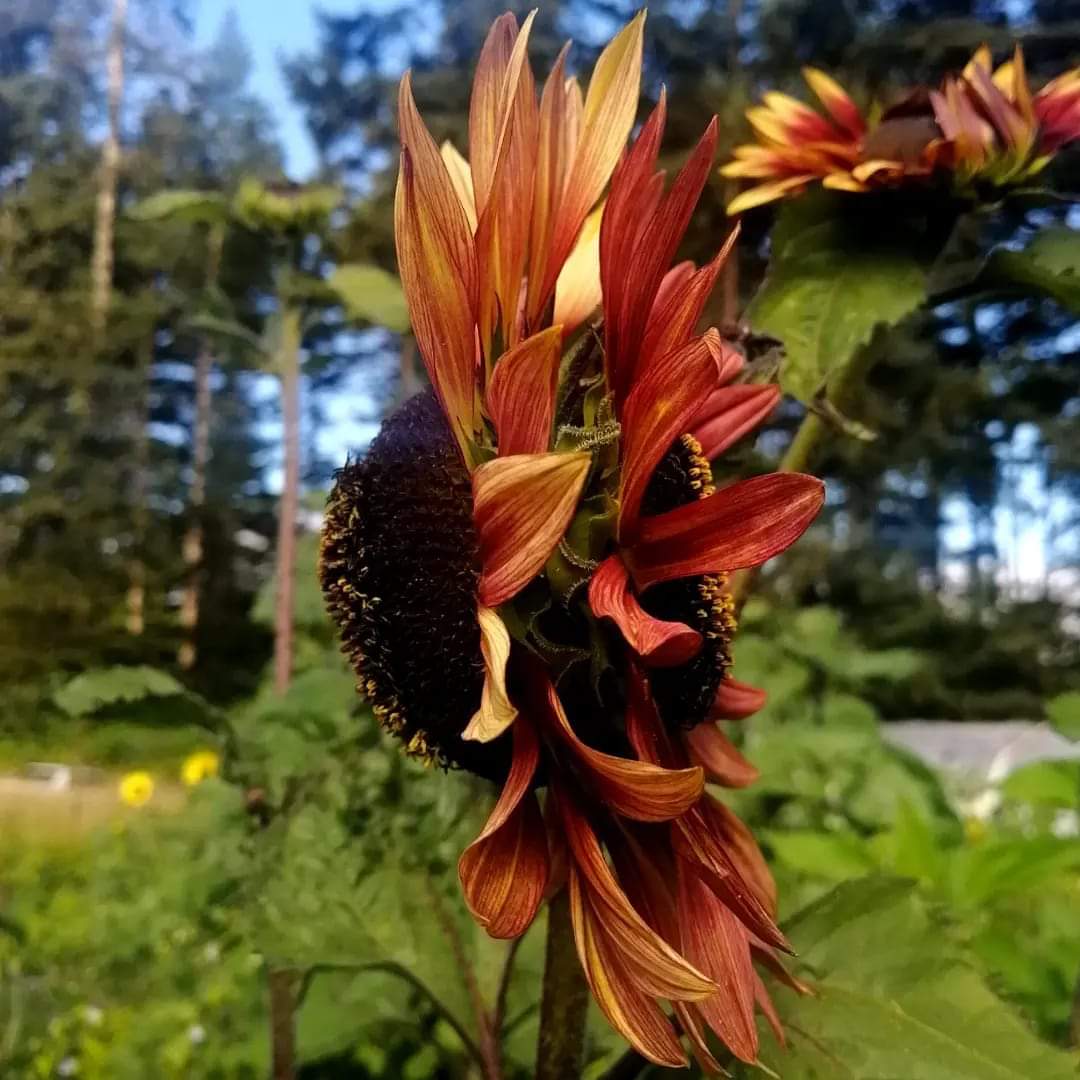 Sunflower Mix
