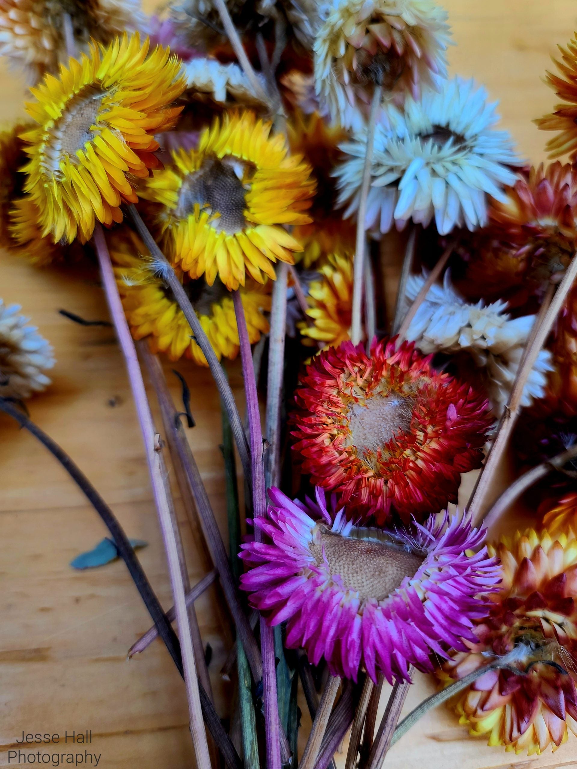 Strawflower