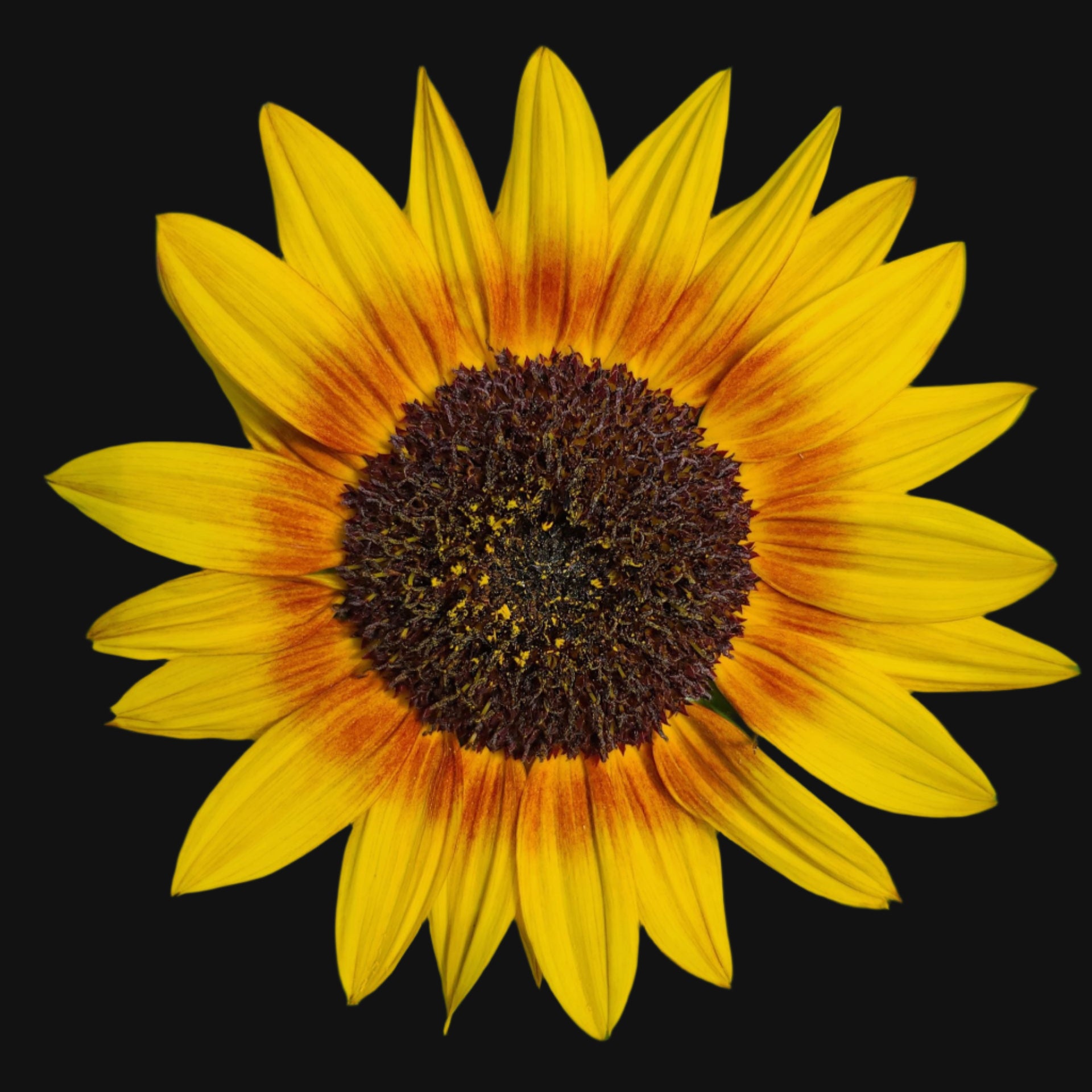 Sunflower Mix