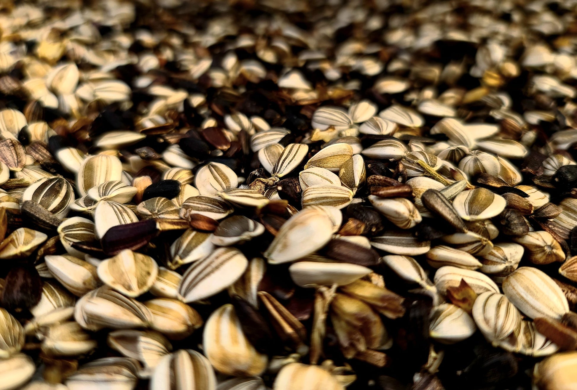 Sunflower Mix sunflower seeds