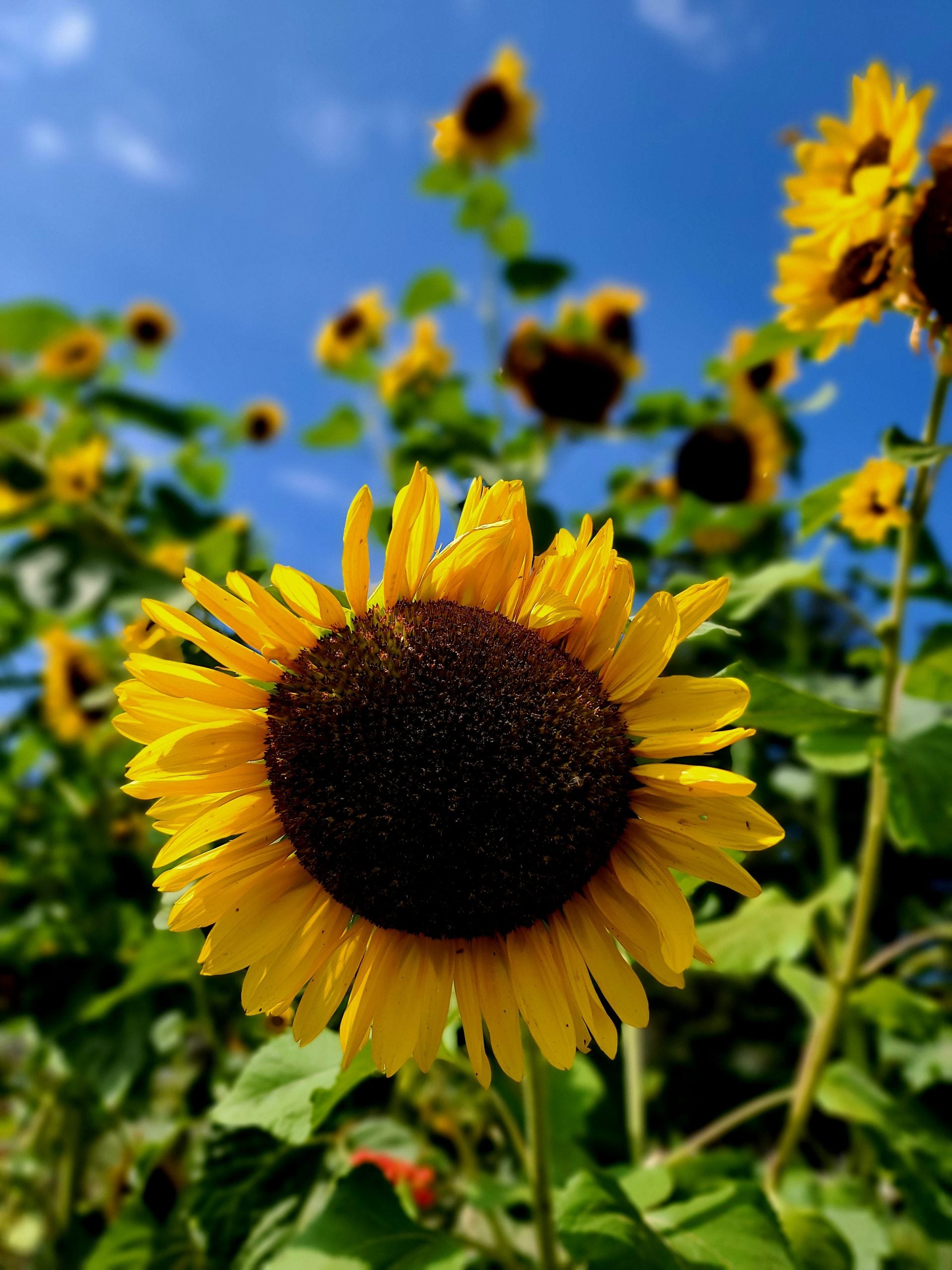 Sunflower Mix