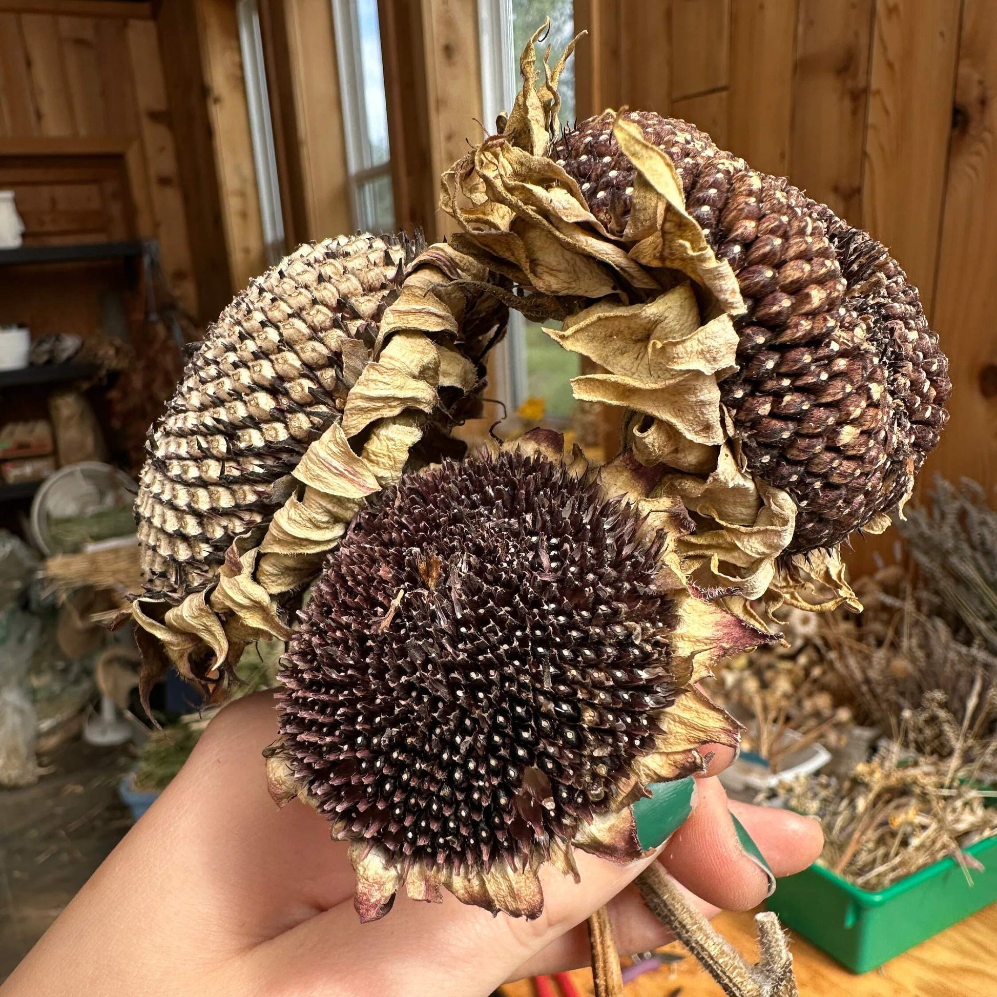 Sunflower Head Bouquet