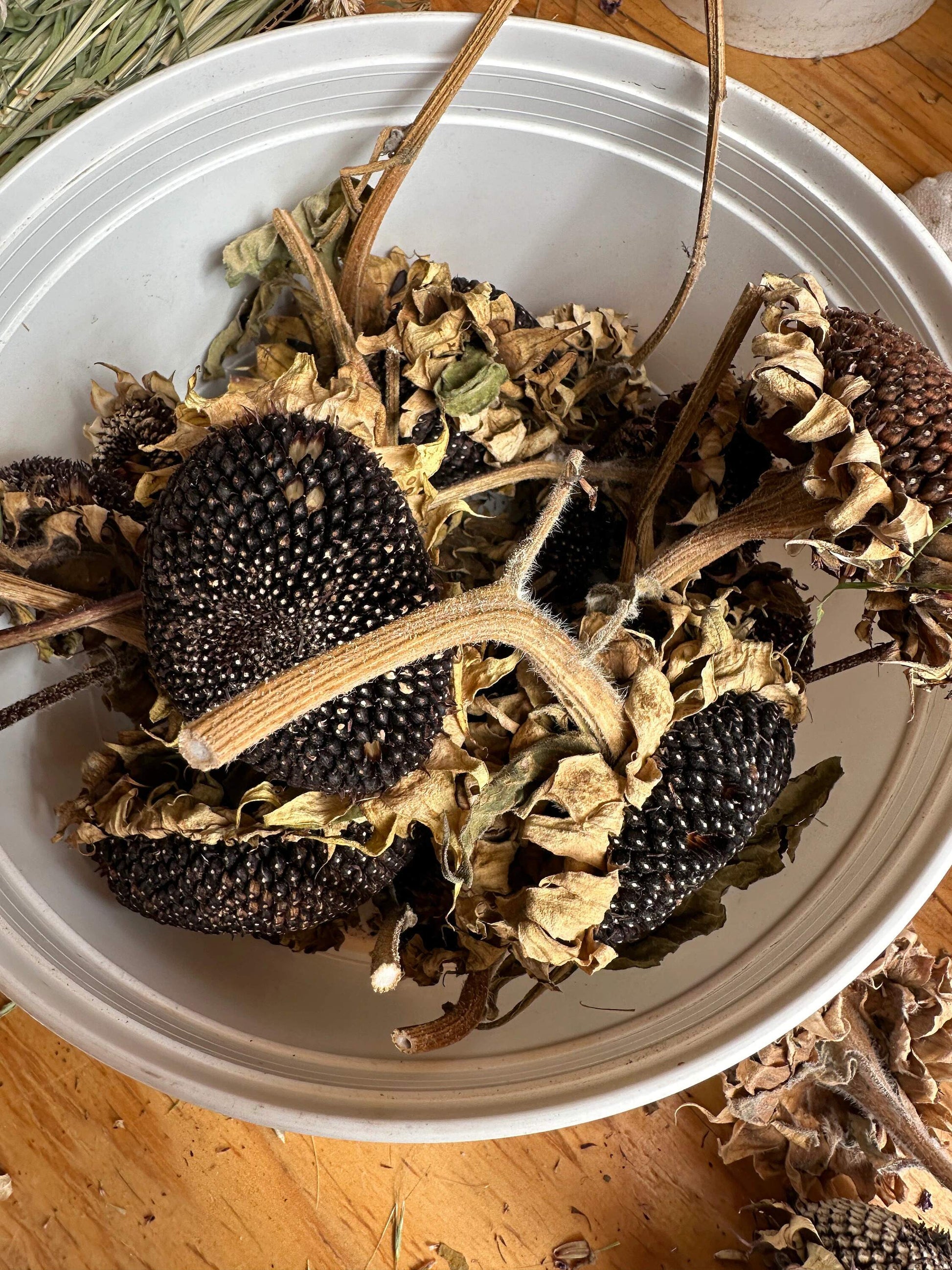 Dried Sunflower Heads in Bucket