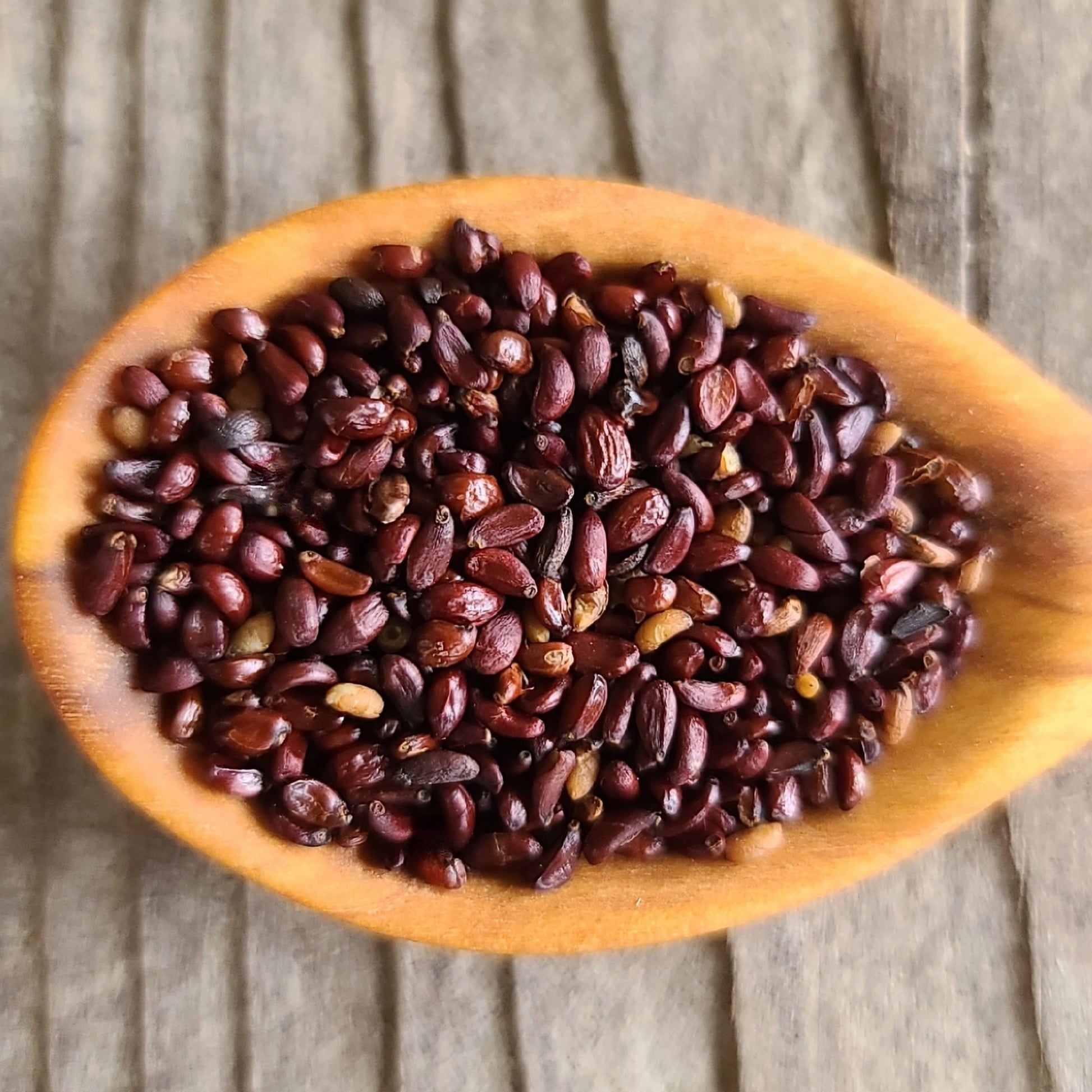 Tall Oregon Grape Seeds