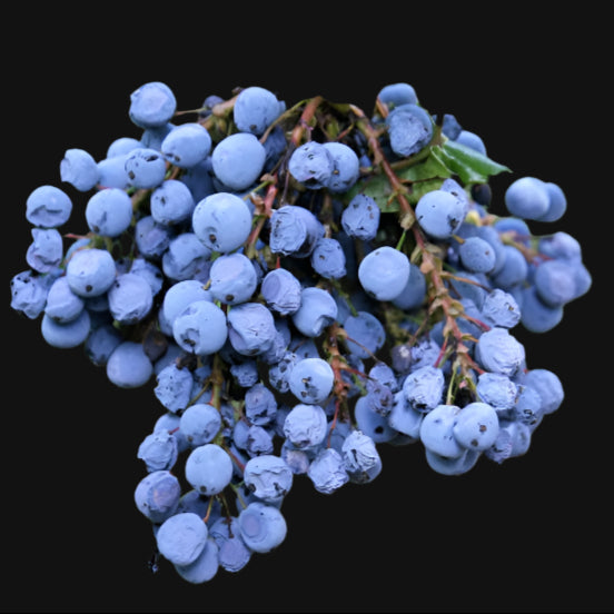 Tall Oregon Grape