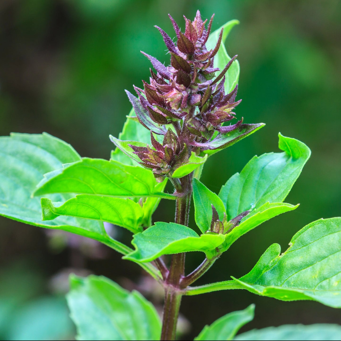 Thai & Holy Basil Mix
