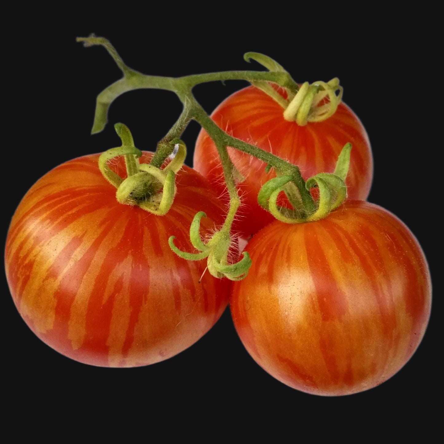 Tiger Striped Tomato