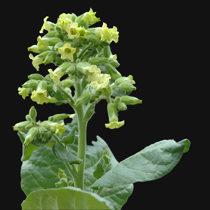 Aztec Tobacco