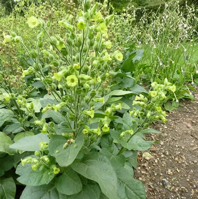 Aztec Tobacco