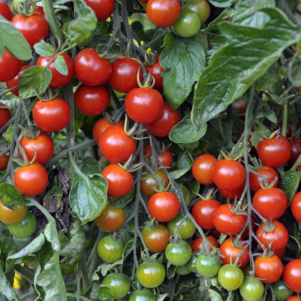 Alicante Tomato