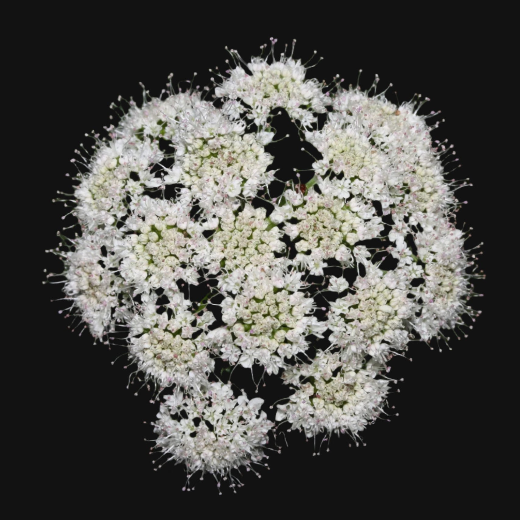 Valerian