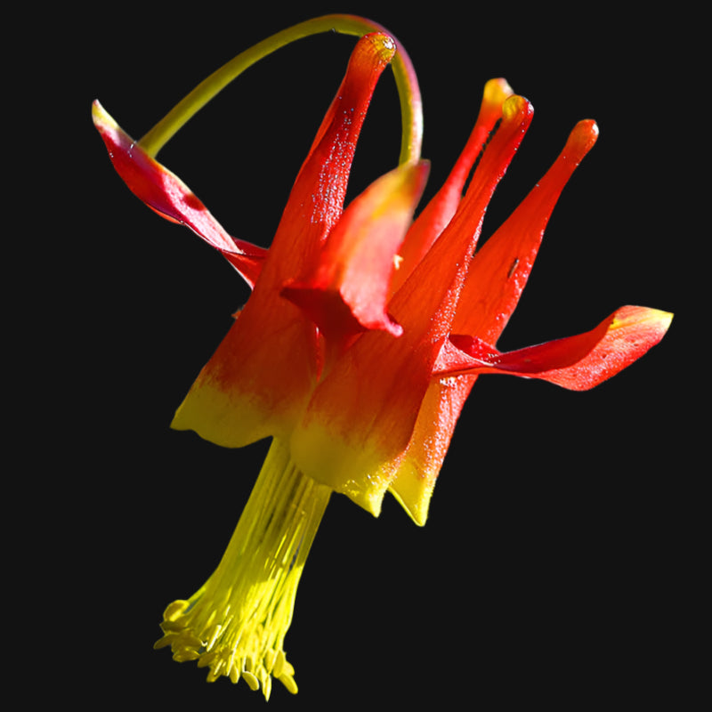 Western Columbine