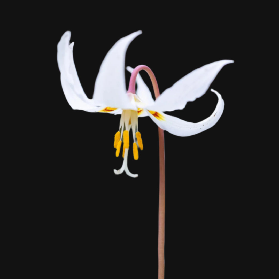 white fawn lily edible 100% Canadian Grown White Fawn Lily Seeds – Metchosin Farm