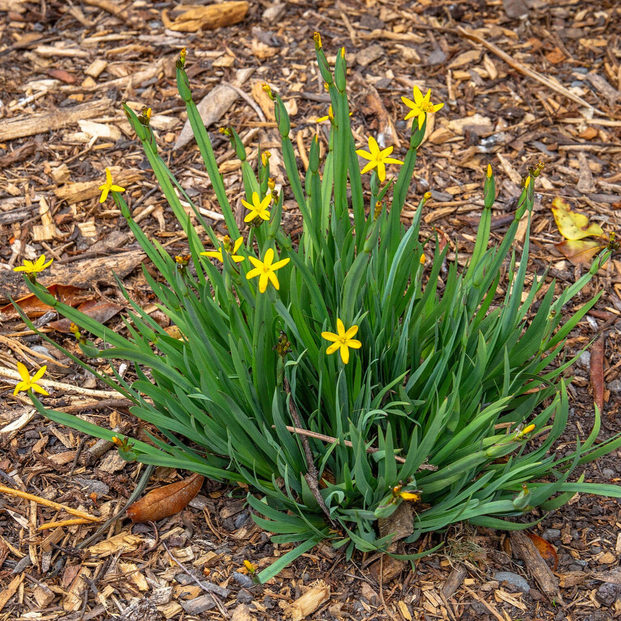 Yellow Eyed Grass