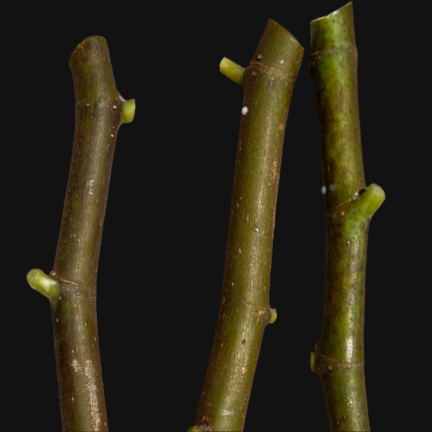 Fig Cuttings