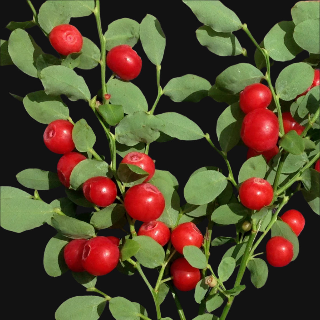 Red Huckleberry
