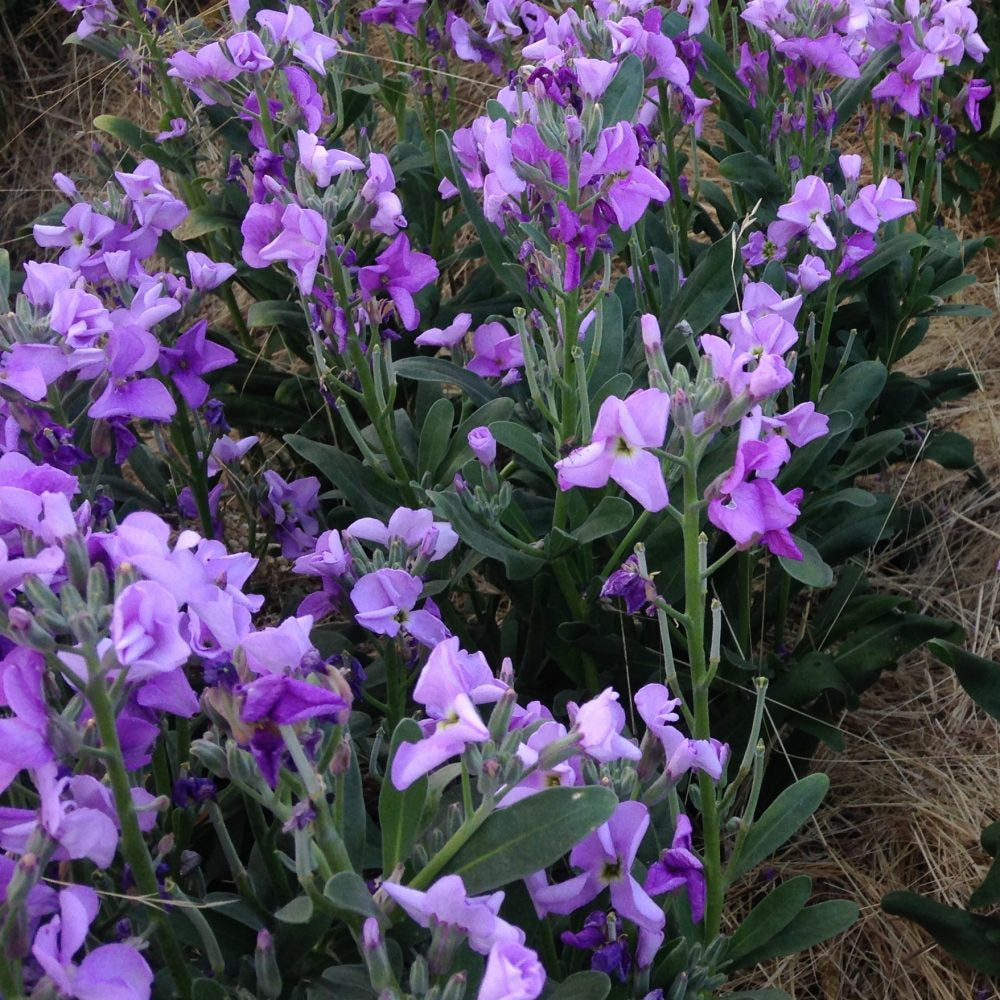 Scented Stock