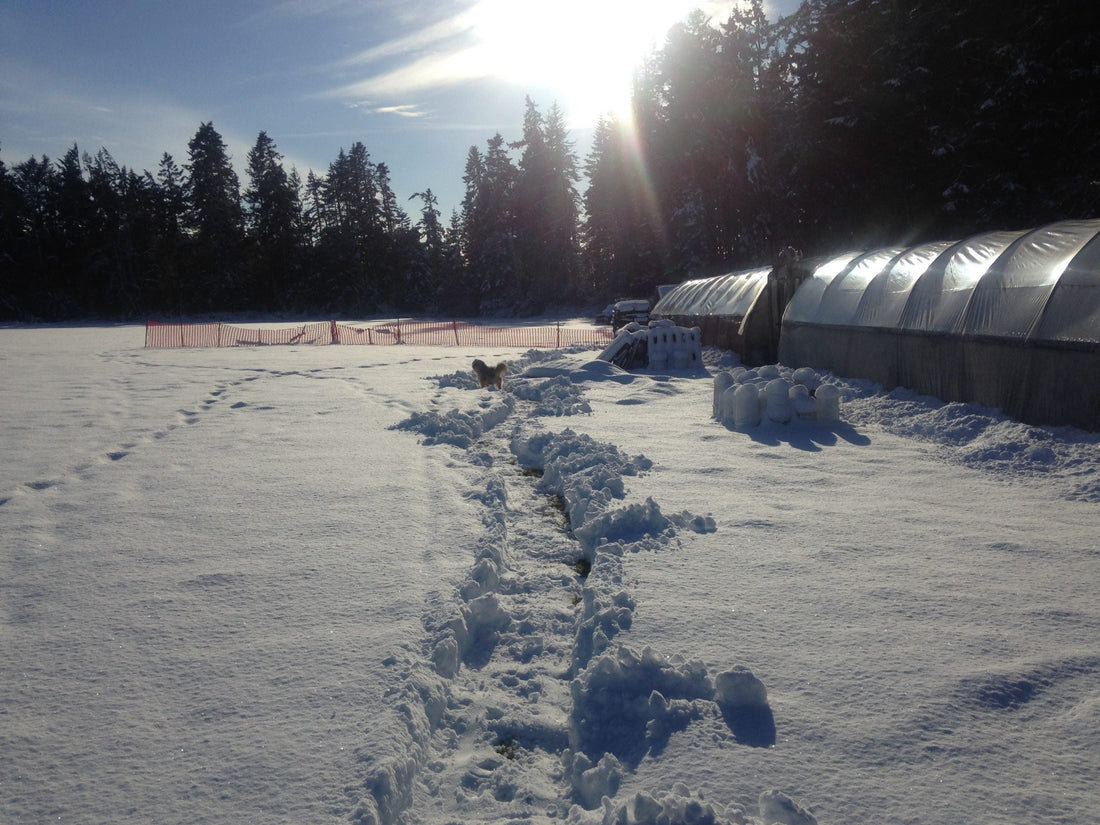 Christmas Time! (2025)