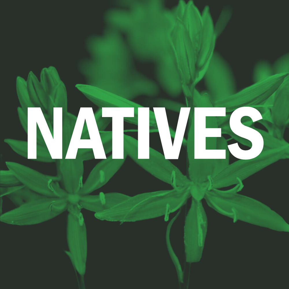 Natives