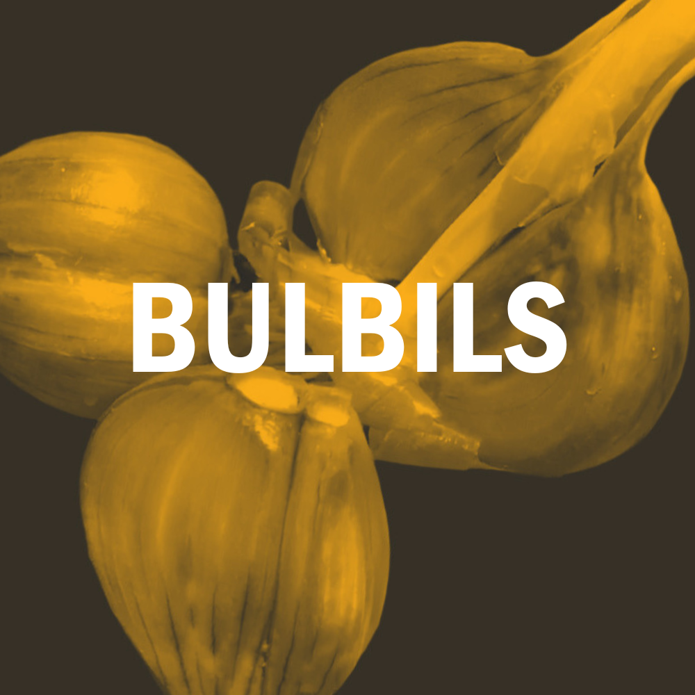 Bulbils