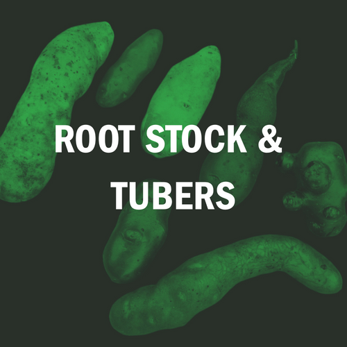 Root Stock & Tubers