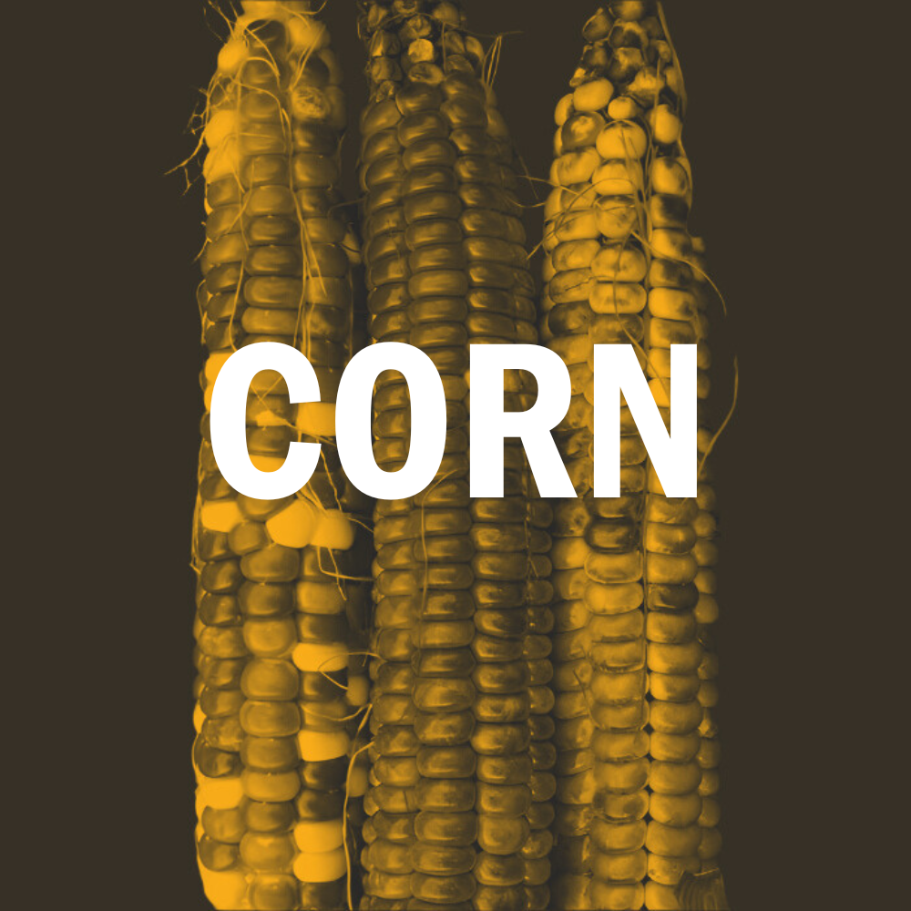 Corn