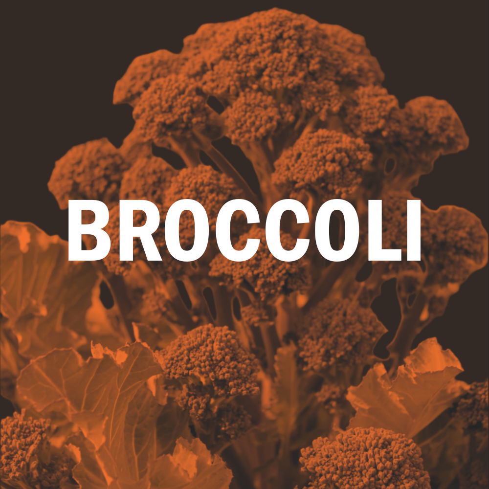 Broccoli
